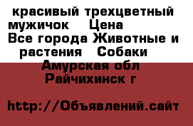 красивый трехцветный мужичок  › Цена ­ 10 000 - Все города Животные и растения » Собаки   . Амурская обл.,Райчихинск г.